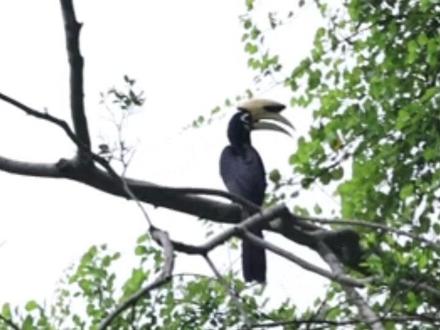 广西崇左,冠斑犀鸟破巢而出