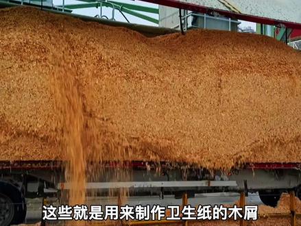 探访卫生纸加工厂,揭秘卷纸制作全过程,每天生产110万卷!