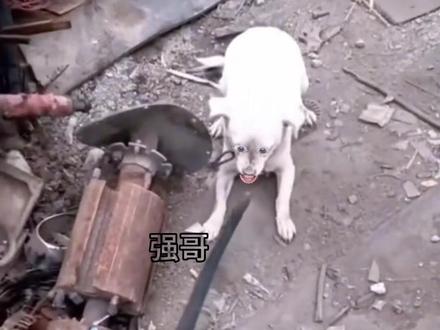 狗:训狗还是教我做狗#狗狗 #训狗 #搞笑配音