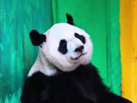 杭州两只大熊猫离世,甜美香果,温柔半半,愿你们在盼达星永无病痛!#大熊猫#大熊猫香果#大熊猫半半#杭州动物园#熊猫 @DOU+上热门 @抖音小助手 @DOU+小助手