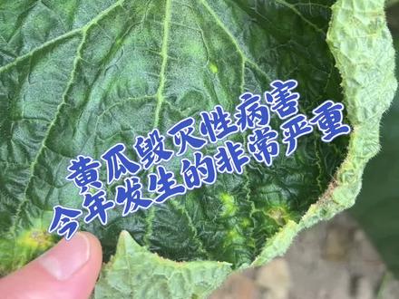 黄瓜毁灭性病害方案来了,黑星病症状及治疗方案#小侯黄瓜课堂 #三农 #抖音创作者广告分成计划 #种草激励计划 #伙伴计划