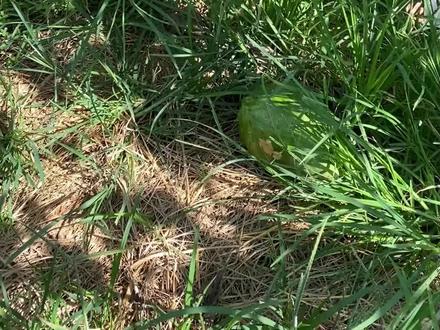 鹤首葫芦做酒葫芦会是啥样呢?#葫芦