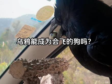 乌鸦有多帅#萌宠出道计划 #渡鸦#会说话的鸟#渡鸦盘飞 #红嘴山鸦
