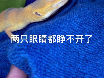大佬帮忙看下,小苗子两只眼睛睁不开了!!给我点办法😭😭#豹纹守宫 @抖音小助手