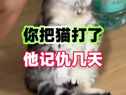 #猫咪#猫咪的迷惑行为 #猫咪日常 #新手养猫