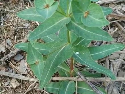 野生狼毒草又名红狼du,断肠草,山丹花,它的叶和根都有du根入药,用于结核,皮肤,娄疮等。