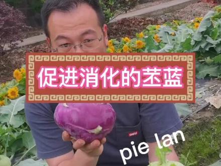 苤蓝,尤其是紫苤蓝,更有营养,夏季可以考虑种植,常吃可以促消化通便#农业种植 #蔬菜种植