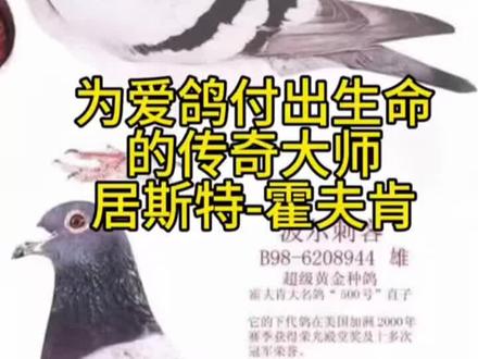 #赛鸽知识分享
霍夫肯鸽系的崛起