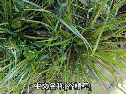 中文名称(谷精草)别名流星草.文星草.戴星草.天星草
