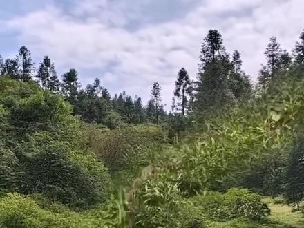 天敌压制的真相:不是打不过,是基因里的“害怕”被激活了 #动物科普 #进化论 #青年创作者成长计划 #知识前沿派对 #天敌