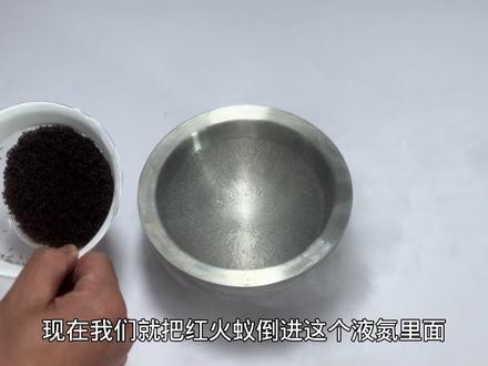 把红火蚁扔进零下196度的液氮里!解冻后能复活么?#红火蚁 #入侵物种