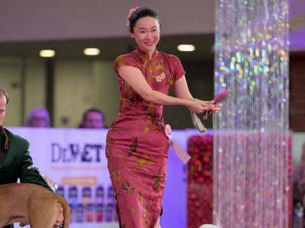 霍思燕携爱犬在国际犬赛中夺冠 #国际犬赛 #霍思燕 #西施犬