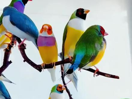 七彩文鸟属于鹦鹉科,是一种色彩斑斓、美丽多彩的小型鸟类。
七彩文鸟身体呈现出丰富多彩的羽毛,主要颜色包括红色、蓝色、绿色、橙色等,头部有明显的蓝色羽毛和红色嘴巴。
七彩文鸟主要分布于澳大利亚东部、东南部以及塔斯马尼亚等地区,是当地常见的鸟类之一。
七彩文鸟主要以花蜜为食,也吃水果、昆虫等,喜欢生活在森林、郊区、公园等环境中,通常成群活动。
七彩文鸟通常在树洞中筑巢,每窝产卵数目较少,雌雄鸟共同照料幼鸟,孵化期约为3-4周。
七彩文鸟的叫声悦耳动听,常常发出吱吱叫声或高音鸣叫,具有一定的音乐性。
七彩文鸟因其美丽的外表和活泼的性格而受到人们的喜爱,但也需要适当的饲养环境和食物,同时需要保护野生种群,避免过度捕猎和栖息地破坏。
七彩文鸟在澳大利亚的生态系统中扮演着重要角色,帮助传播植物花粉、控制昆虫数量,对当地生态平衡具有一定影响。#鸟语花香满园春色