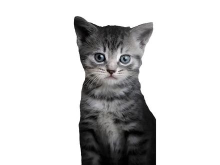 为什么猫猫吃饭会流泪?#萌宠 #猫咪 #宠物 #宠物知识