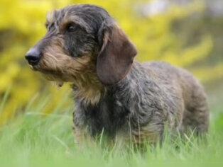 #刚毛腊肠犬 #德国国犬 #理斯帕酒庄 #猎犬之王