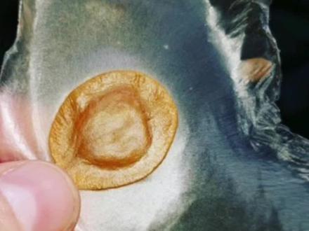 种:翅葫芦 Alsomitra macrocarpa
属: 翅子瓜属 Zanonia
科:葫芦科 Cucurbitaceae
翅葫芦是一种葫芦科的藤本植物,该属仅有1种,原产于东南亚沿海地区的热带森林,以及泰国和新几内亚及其附近的岛屿。最早是由荷兰植物学家在1825年发现并命名。
特征描述
这个种的特点是成熟叶片呈中绿色,无裂,卵形至椭圆形,长 8-16 厘米,宽 3-13 厘米,雌雄花序生于不同的枝条上。雄花序多花,雌花序通常不分枝,有 5 朵。成熟果实为棕色木质蒴果,犹如一个大苹果,直径 20-30 厘米。果实内有一层柔软的海绵层,内含许多种子,种子呈浅棕色。
该物种最大的特点是种子具有巨大的膜翅,犹如一双巨大的翅膀,翅膀最大可以有13厘米。当成熟的果实的炸开时,会随风飘荡,犹如一架架的飞机在空中滑翔很远的距离,甚至从陆地可以吹到海上的甲板上。其实这是种子的生存策略,借助风力实现了种子的远距离的传播,保障了种群的繁衍。
据说这也是世界上最大的带翅膀的种子,其独特的空气动力学的结构也是航空器最初的设计灵感之一。
因其种子的独特性,现在也成为了许多工艺品创作的来源。
类似的种子我们国内也有,如紫葳科的木蝴蝶属果像一个长角豆,最长有1米多,种子也是带有翅膀,薄如蝉翼,也有千张纸之称。
关注我,带你认识更多的植物花卉故事。卉故事。#植物科普 #科普一下 #植物 #葫芦科 #焦虑