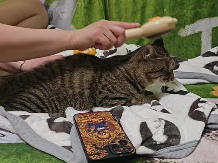 得劲儿魔法~ #宠物出道计划 #太子刘五 #得劲魔法 #魔性 #猫咪鬼畜