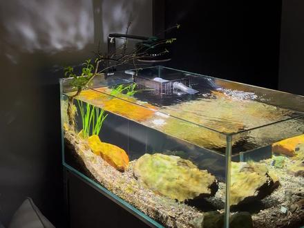 开一个90原生溪流缸需要多少钱?#溪流缸 #养鱼养心 #原生缸 #开缸 #水族