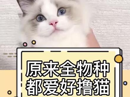 原来所有物种都爱撸猫!#宠物 #撸猫 #奇闻趣事