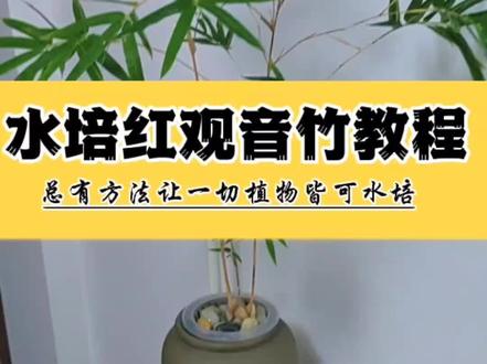 水培红观音竹教程方法,适用于米竹,簕竹等竹类植物水培,竹子如何水培,方法教程,水培花草教学#水培先生 #水培植物 #家庭养花 #爱生活爱养花 #竹子