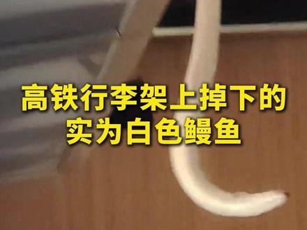 高铁行李架上掉下一条蛇?南宁客运段辟谣:实为白色鳗鱼 #辟谣 #高铁