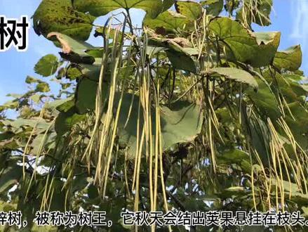 秋天,我们在公园有时会遇见挂满像面条的树,它就是梓树,被称为树王。在古代,与桑树常做故乡的代表。#科普