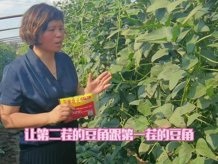 豆角你能摘几茬?#豇豆种植技术