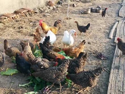 农村散养鸡鸭鹅,3只母鸡抢1个窝,春天芦花鸡下蛋可真多