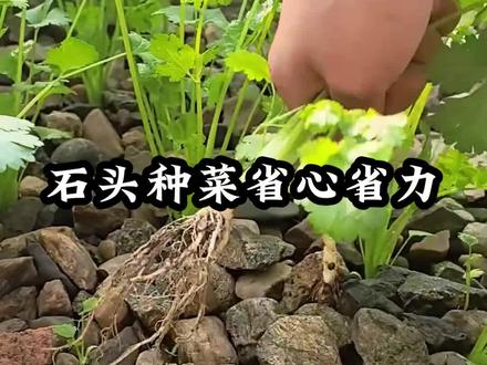 石头种菜你试过吗?#种植小技巧 #种菜 #农业