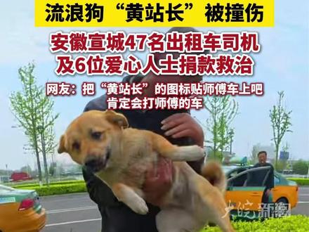 流浪狗“黄站长”被撞伤,安徽宣城47名出租车司机及6位爱心人士捐款救治,网友:把“黄站长”的图标贴师傅车上吧,肯定会打师傅的车#安徽dou知道 #宣城本地 #人与动物 #流浪狗“黄站长” #出租车司机
大皖新闻讯 一只生活在宣城火车站出租车停车场的流浪小狗,成为司机们的“小伙伴”,喂食、玩耍,起名叫“黄站长”。
多天前,“黄站长”被车撞伤,为了给它救治,47位出租车司机和6位“警务站爱心人士”积极筹款4425元,将“黄站长”送去做手术。
“一只狗狗见证着宣城的温暖”的视频在社交平台上赢得7万多点赞。有网友说,“把黄站长的图标贴师傅车上吧,去玩的时候肯定打这些师傅的车。”
大皖新闻记者 曹庆(