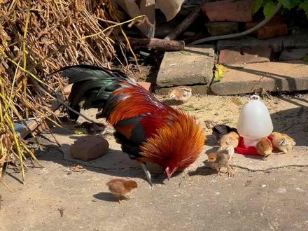 大家都在问 现在阉鸡带小鸡会不会生病