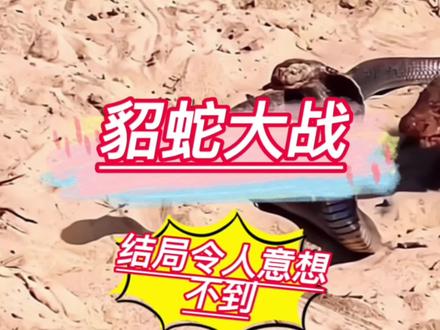 貂蛇两大世敌相遇,结局令人意想不到 #奇妙的动物 #眼镜蛇