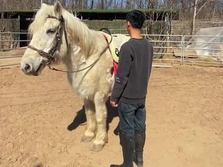 飞身上马教程,全方位讲解
#骑马 #户外 #会骑马的人有多帅 #马术 #马背上的少年