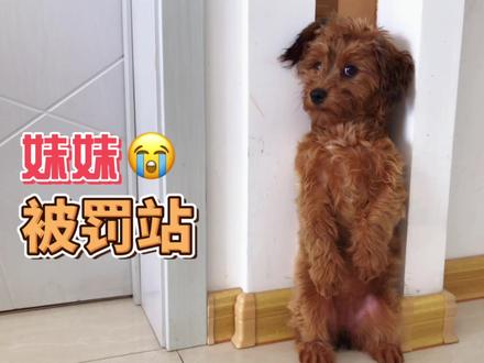 别看布丁平时欺负妹妹,到关键时刻还是护着妹妹的,互爱的狗狗 #萌宠 #宠物 #萌宠出道计划