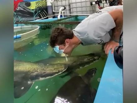 亚马逊河流的巨无霸,连食人鱼都退避三舍,巨骨舌鱼是如何濒危的? #鱼 #淡水鱼 #巨骨舌鱼 #动物 #食人鱼