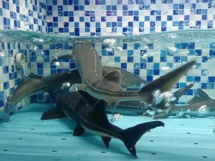 讲解鲟龙鱼在渔池中如何存养