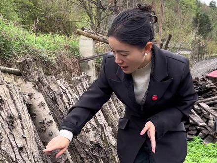 真正大山里的椴木木耳,纯正天然,没有任何污染,目前市面上已经非常少见了@抖音小助手 #大山里的原生态 #椴木木耳 #农产品 #山货