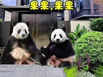 果果半半,祈祷🙏你们都能平安康复,平安归来 香果的病情杭动发布公告,果果确诊肠扭转目前在治疗中,肠扭转比肠梗阻还要严重,公告一发出更让人揪心了🥺🥺
杭野的半半近期也被确诊肠梗阻正在治疗中
父亲功仔急哭了要去找果果,玖玖花花叶子安慰功仔不要着急,相信果果一定会康复的
现在唯一能做的只有为果果还有半半祈祷祈福,相信医疗团队和医疗技术,相信香果和半半坚强度过难关
相信果果和半半一定会没事的,一定会恢复的
果果半半,祈祷🙏你们都能够平安归来,平安健康
#大熊猫香果 #大熊猫半半 #大熊猫功仔 #大熊猫艾玖 #大熊猫和花和叶
@成都大熊猫繁育研究基地 @杭州动物园(少儿公园) @杭州动物园 @杭州野生动物世界