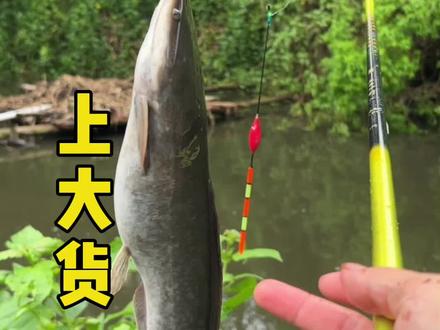 #沃鼎王者神剑四代 #中逵鲜丹 #开罐即钓 @中逵官方旗舰店 #野钓资源