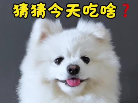 狗狗吃播水果馒头,小虾球面条馋哭了 #狗狗吃饭 #狗狗吃播 #狗狗 #可爱到爆炸💥 #萌宠出道计划