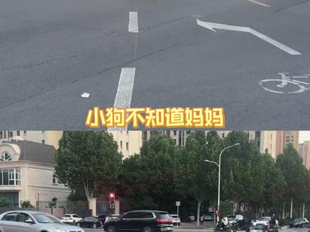 小狗用命赌能找到妈妈,它赢了上帝输了#金宝 #毛孩子 #狗是人类最忠诚的朋友 #感动 #爱