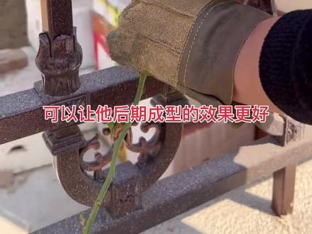 大家收到的爬藤月季是怎样牵引的呢?#藤本月季 #藤本月季爬藤欧月 #爬藤蔷薇