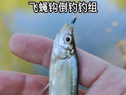 #微物路亚 #路亚白条 #路亚青稍 秋冬天冷鱼活性低鱼口差,水面没口的时候倒钓是个不错的选择。飞蝇钩倒钓钓组这样绑假饵比较灵动,还不影响感度。软饵请用正常绑法, 这个绑法只适合飞蝇钩倒钓 冰丝虾倒钓 疯狂查理倒钓。