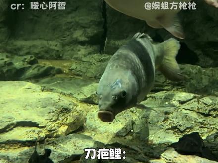 鱼缸乱不乱,刀疤鲤说了算 #刀疤鲤 #鲤鱼 #猛鱼混养 #江湖故事