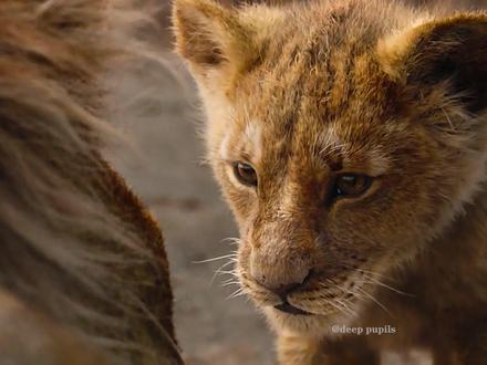 看一次哭一次的电影,比起面对敌人,我更害怕失去你!#狮子王 #一定要看到最后 #父爱