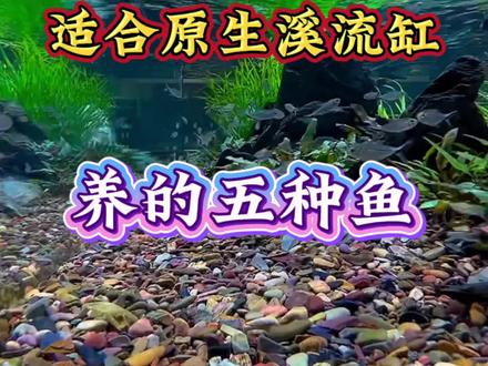 适合溪流缸的原生鱼有很多,你养过哪些原生鱼呢?#养鱼日记 #溪流缸 #原生鱼 #新手养鱼 #养鱼经验分享