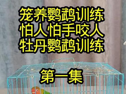笼养鸟训练,这是只笼养牡丹鹦鹉,年龄8-9个月,咬人不让摸怕人怕手,今天我们开始训练这个控养鸟。#鹦鹉训练 #新手养鹦鹉 #笼养鸟变手养鸟 #训鸟教程 #牡丹鹦鹉