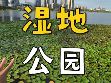 户外地理课:湿地公园如何造就“海绵城市”? #地理科普 #高中地理 #科普新锐扶持计划 #2026高考 #抖音精选高考应援联盟