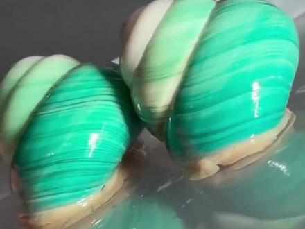 分享科普10种蜗牛 #蜗牛 #动物 #神奇的动物在抖音