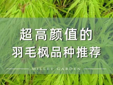 几款超高颜值的羽毛枫品种推荐#枫树 #园艺 #羽毛枫